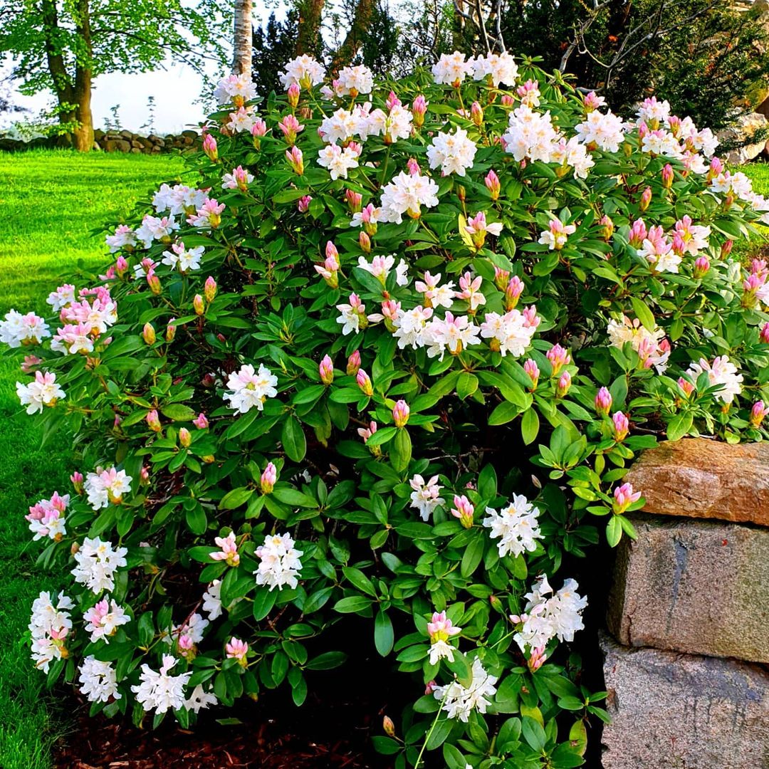 Rhododendron Plantering Sk Tsel Guide Hemmanytt Se