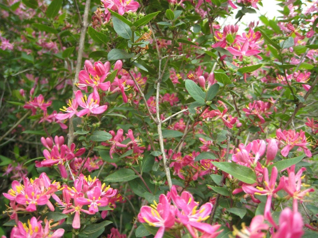 Vildkaprifol i rosa blom