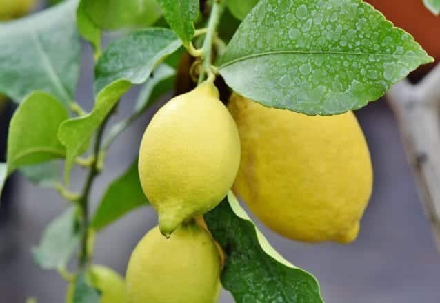 Plantera Citronträd: Guide Med 8 Enkla Steg!
