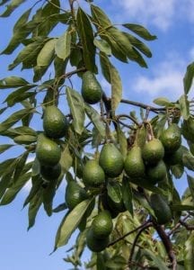 Avokadoträd fullt med frukt