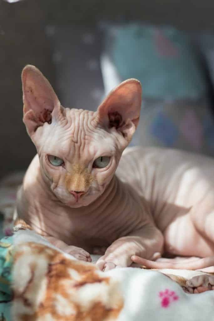Nakenkatt på filt