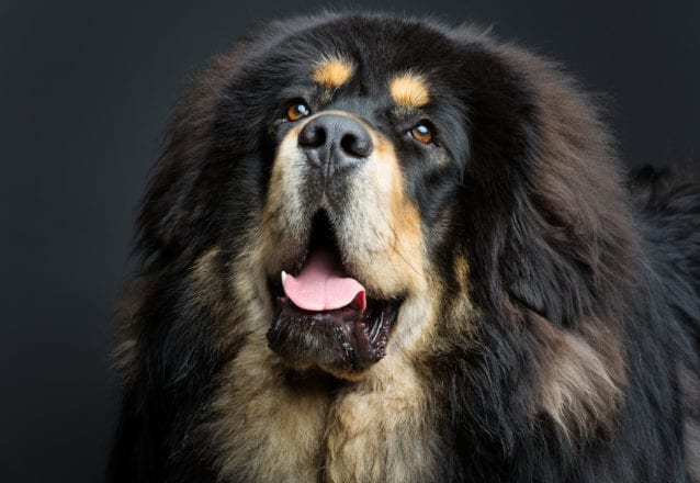 Tibetansk mastiff: Äldsta hundrasen i världen?
