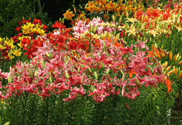 Liljor i botanisk trädgård