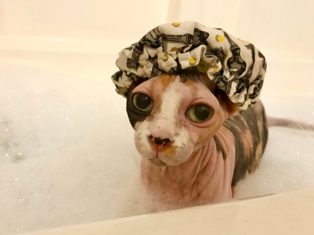 nakenkatt som badar