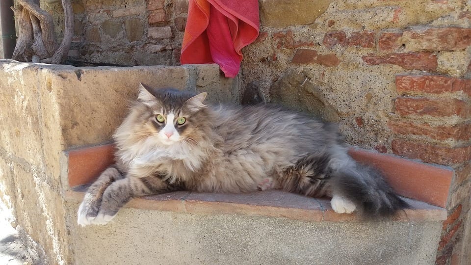 sibirisk katt