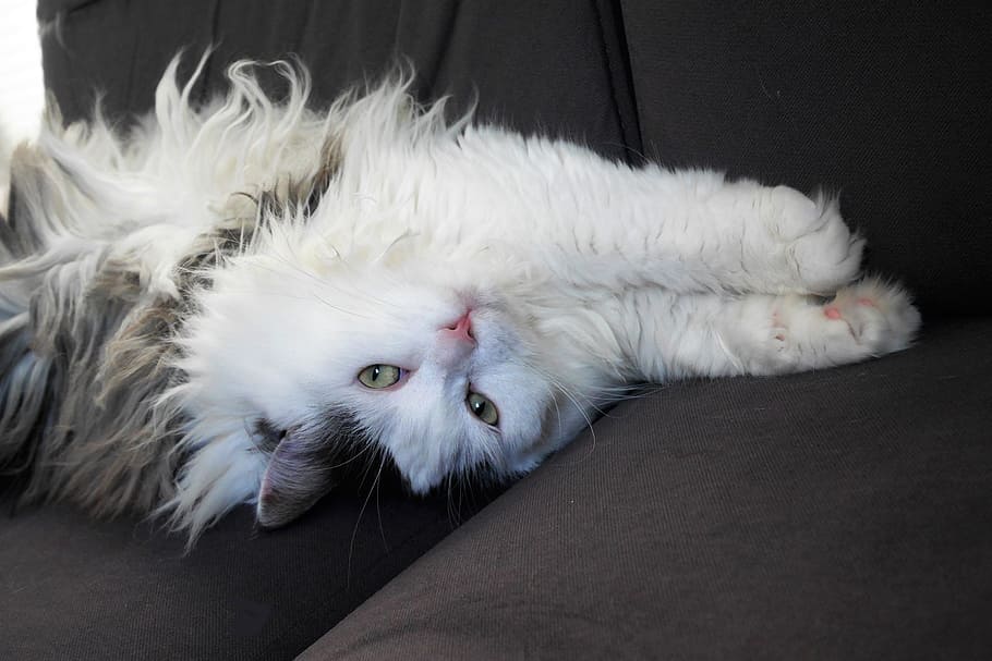 sibirisk katt som leker i soffan