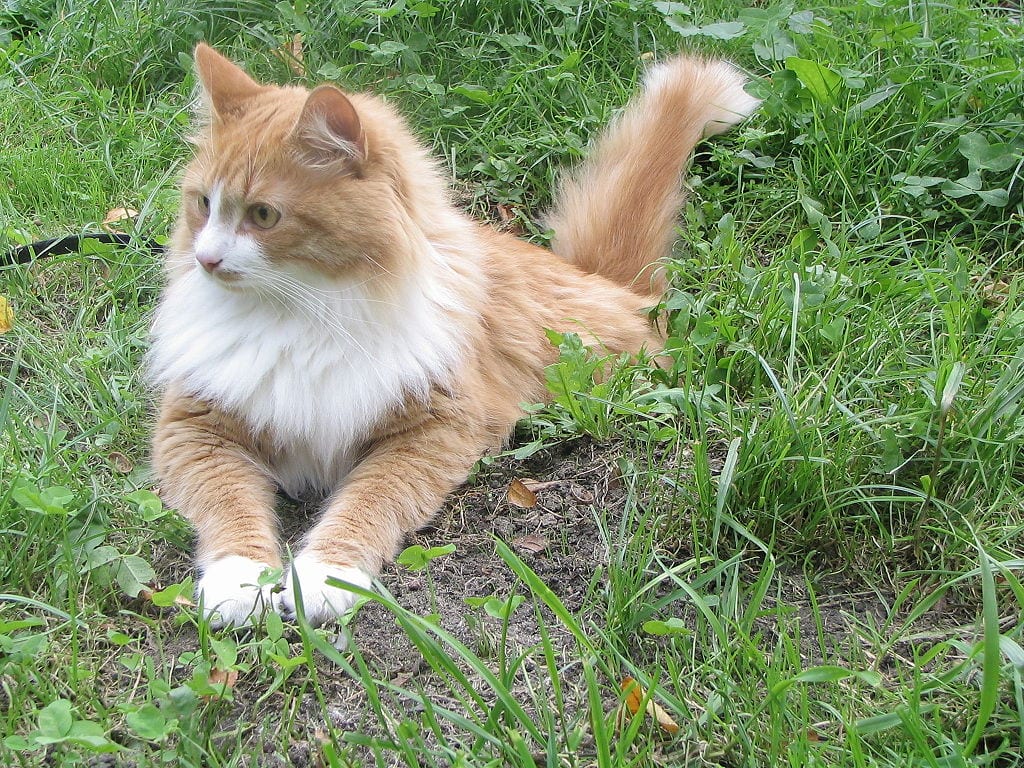 sibirisk katt sittandes utomhus