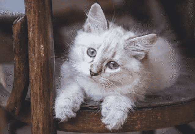 sibirisk katt kattunge