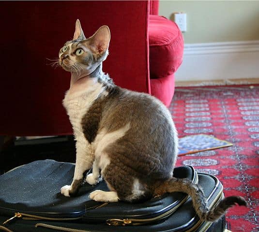 devon rex på resväska i rum