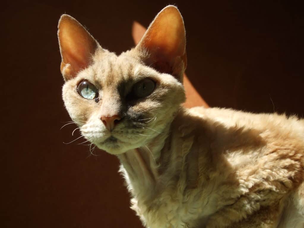 nyfiken beige devon rex