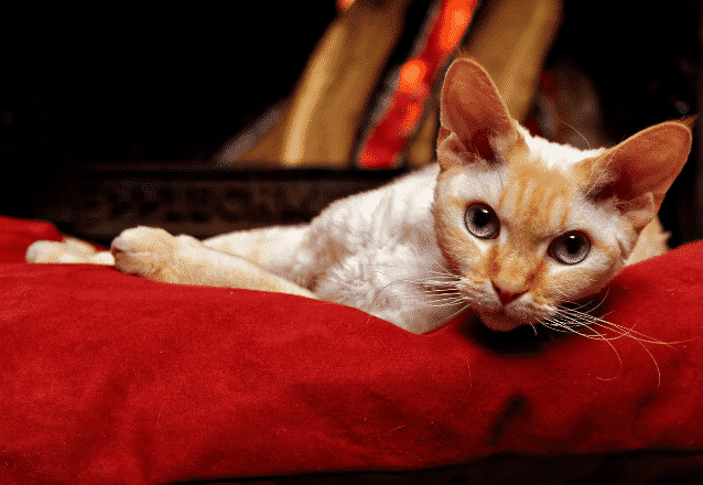 Devon rex - en smart katt med vågig päls