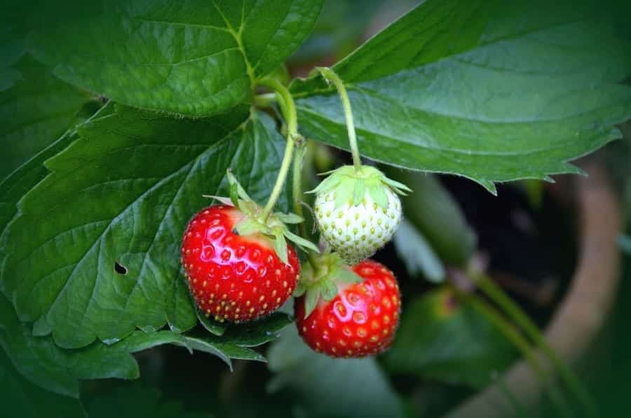 När plantan har tagit till sig så kan räkna med att få sina bär på sommaren i juni månad, och potentiellt en till gång tidigt på hösten. Att komma igång med att odla jordgubbar går fort!  
