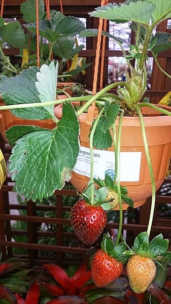Här växer jordgubbar i en hängande behållare!