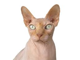 beige nakenkatt