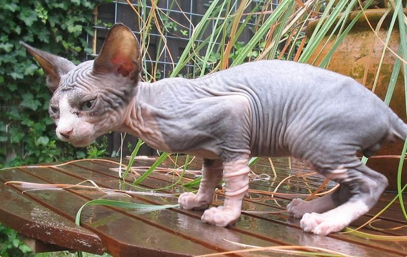 nakenkatt i regn
