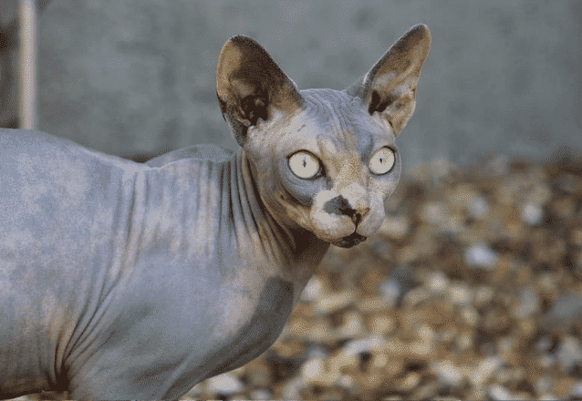 nakenkatt med koncentrerad blick