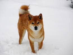 shiba inu i snön, ibland liknar shiba inus rävar till utseendet