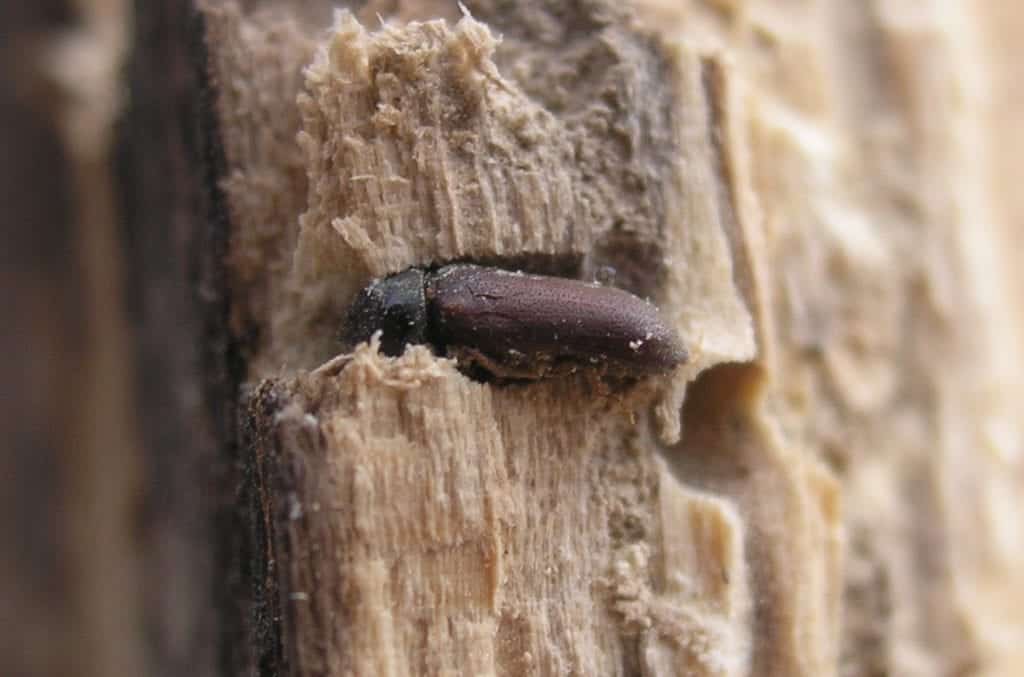 träbagge i ett hål i trä