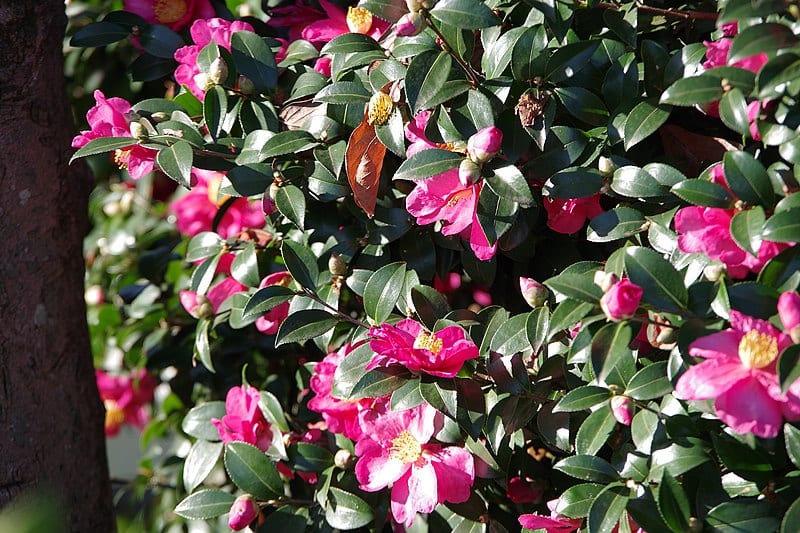 kameliabuske närbild (camellia sasanqua)