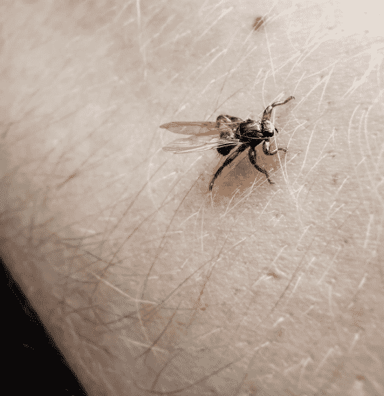 älgfluga på hand
