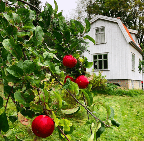 äppelträd