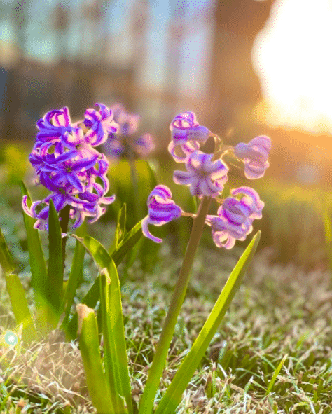 hyacint i morgonsolen