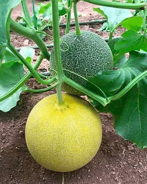 meloner som växer