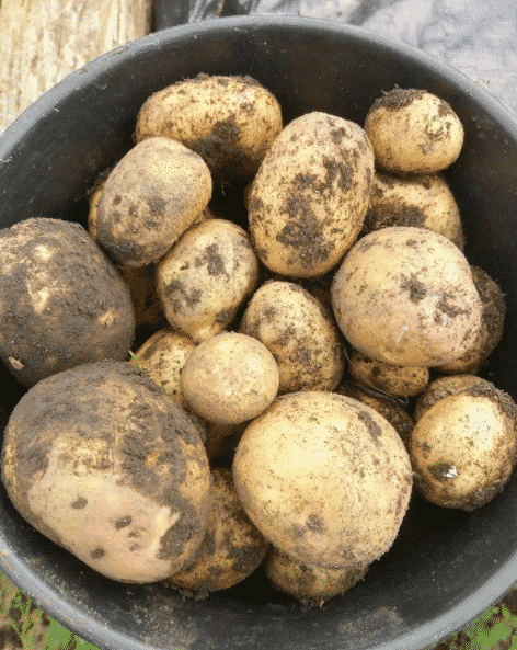 potatisskörd i hink