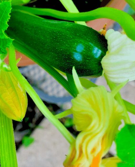 zucchinifrukt och blommor