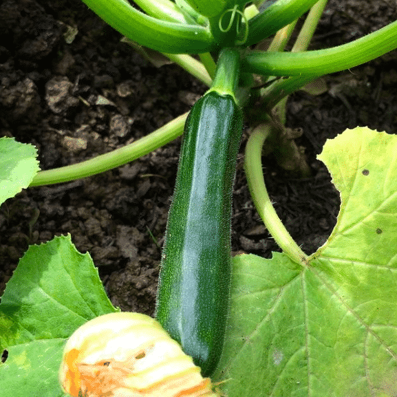 zucchiniplanta i trädgården