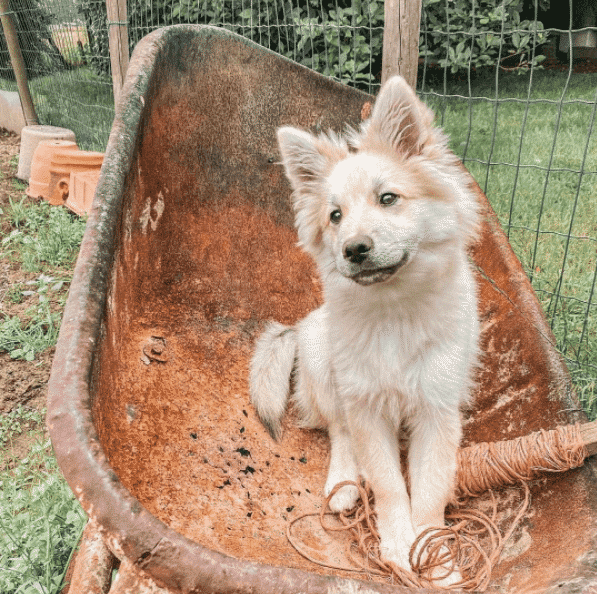 isländsk fjällhund