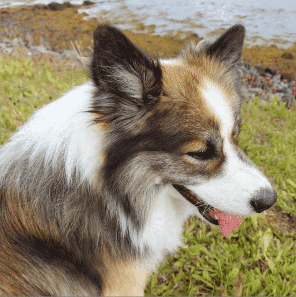 isländsk fjällhund