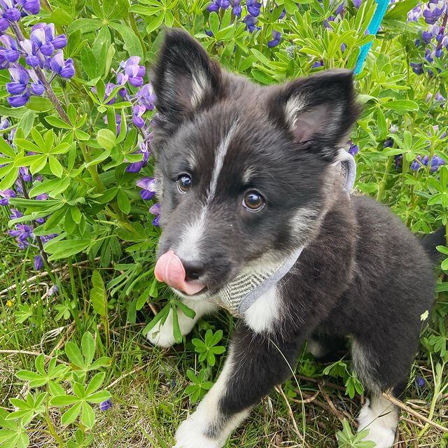 isländsk fjällhund