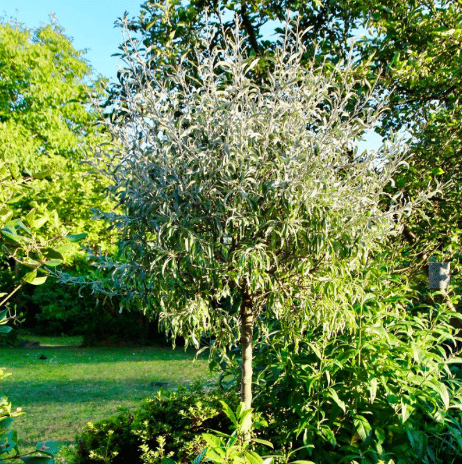 Silverpäronträd